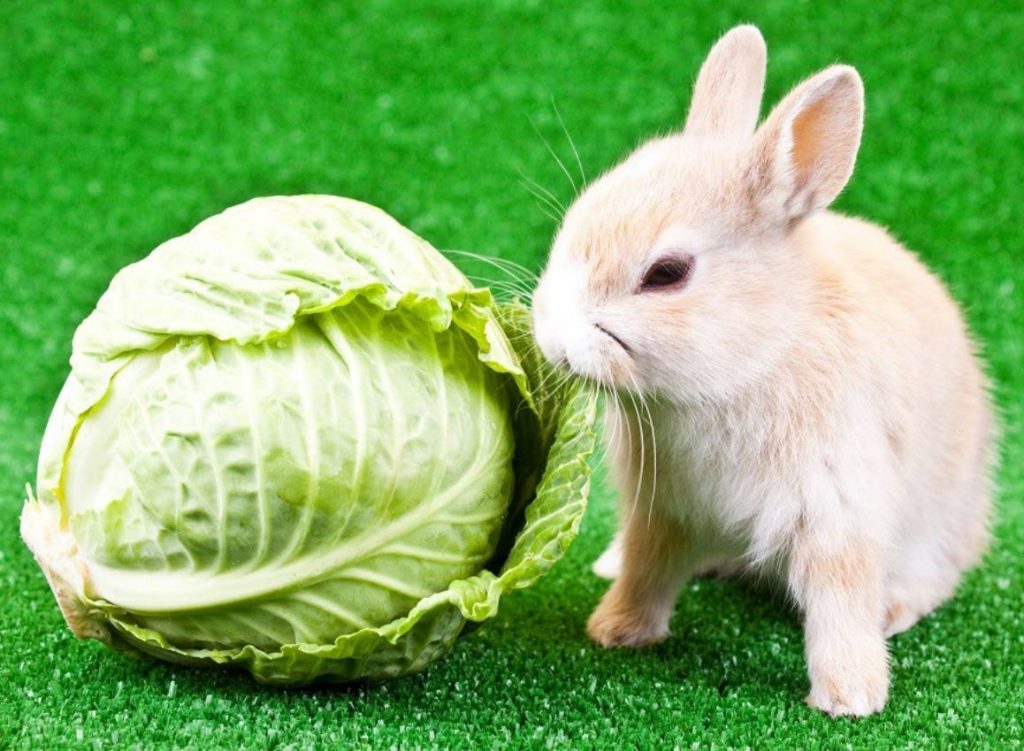 What Vegetables Can Rabbits Eat And Facts You Should Know