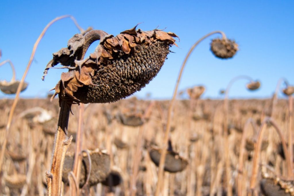 Подсолнечник сбор. Sunflower harvesting. Хлебосольный урожай из семечки. Fresh Harvest local Flower Farms Sunflower Seeds. Ready to Harvest Joshua.