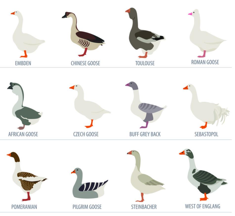 What's The Difference Between A Duck And A Goose?
