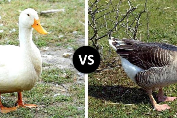 How Long Do Ducks Live? Here's Answer & Facts! - Hairston Creek Farm