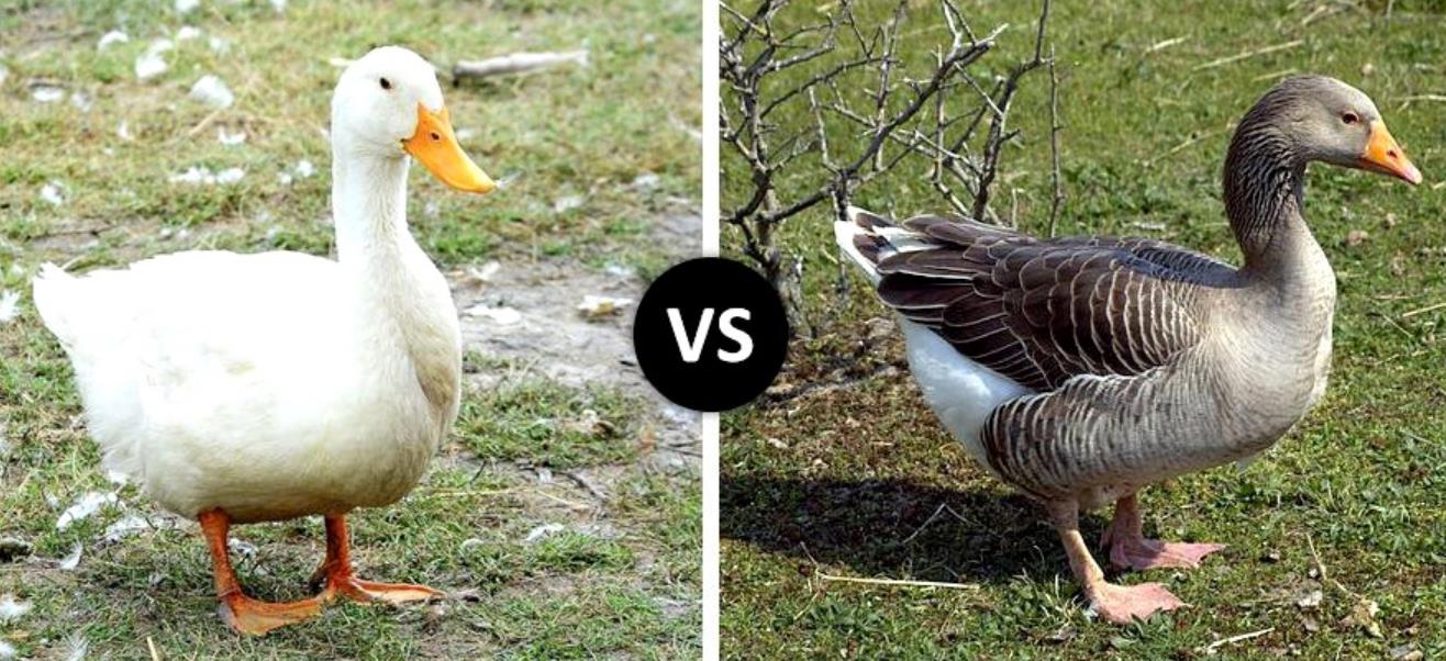 Goose Vs Duck What Is The Difference Hairston Creek Farm