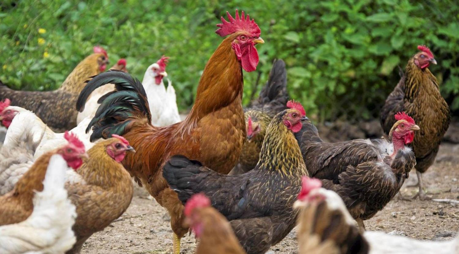 Hen Vs Chicken What Is The Difference Hairston Creek Farm