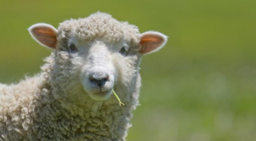 How to Start a Sheep Farm: Expert Tips for Success - Hairston Creek Farm