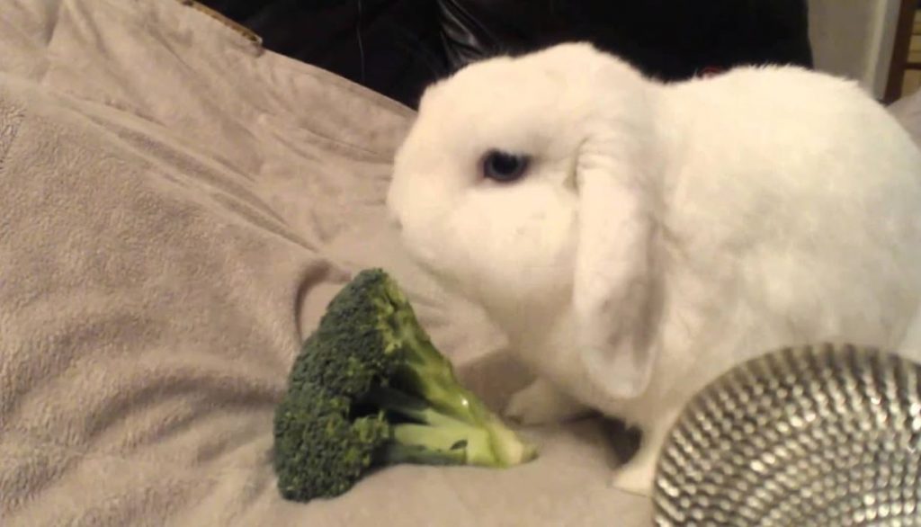 Can Rabbits Eat Broccoli? And Facts You Should Know!