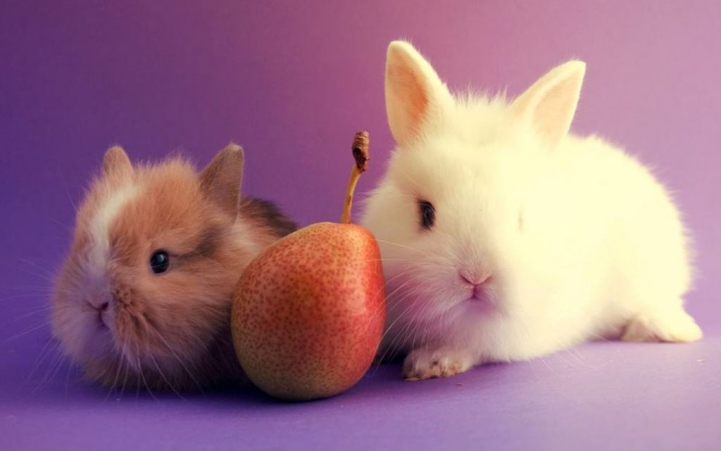 Can Rabbits Eat Pears? And Facts You Should Know!