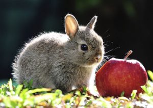 What Fruits Can Rabbits Eat? And The Things You Should Know