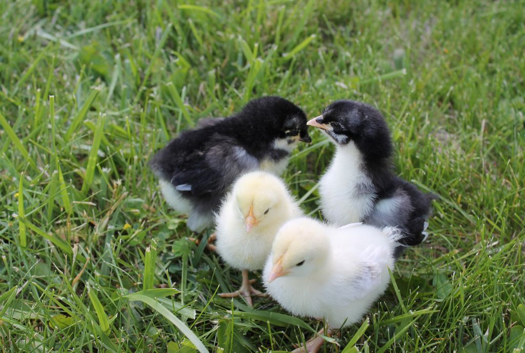 Can Baby Chicks Eat Broccoli?