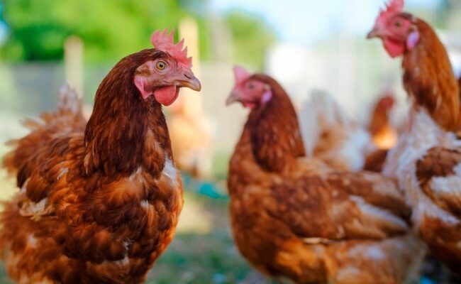 Alternative Treats for Chickens