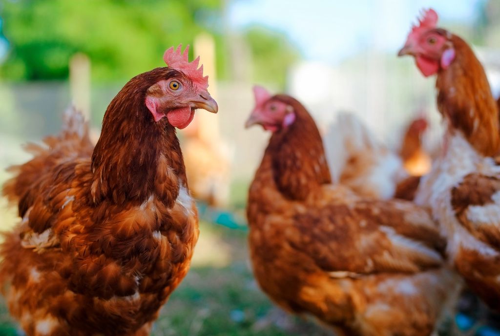 Alternative Treats for Chickens