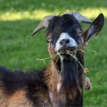 Tips for Goat Nutrition