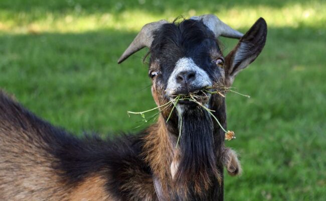 Tips for Goat Nutrition