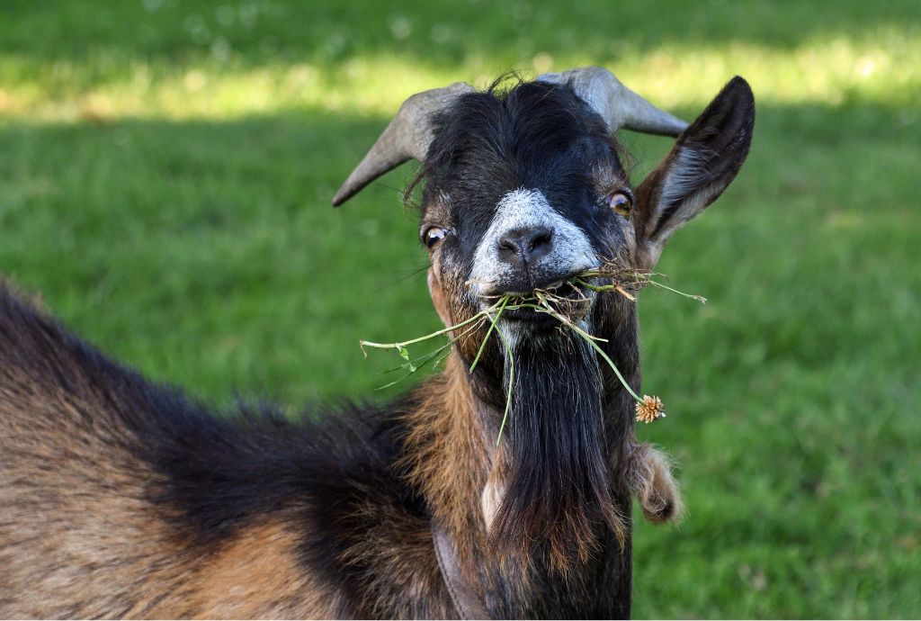 Tips for Goat Nutrition