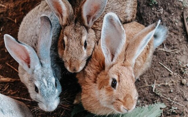 Monitoring Rabbit's Health