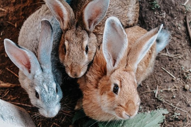 Monitoring Rabbit's Health