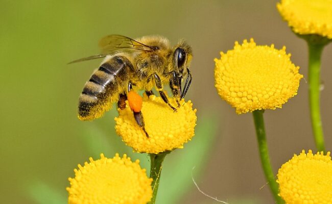 How to Attract Bees to Your Garden