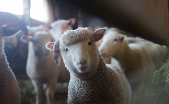 How to Start a Sheep Farm