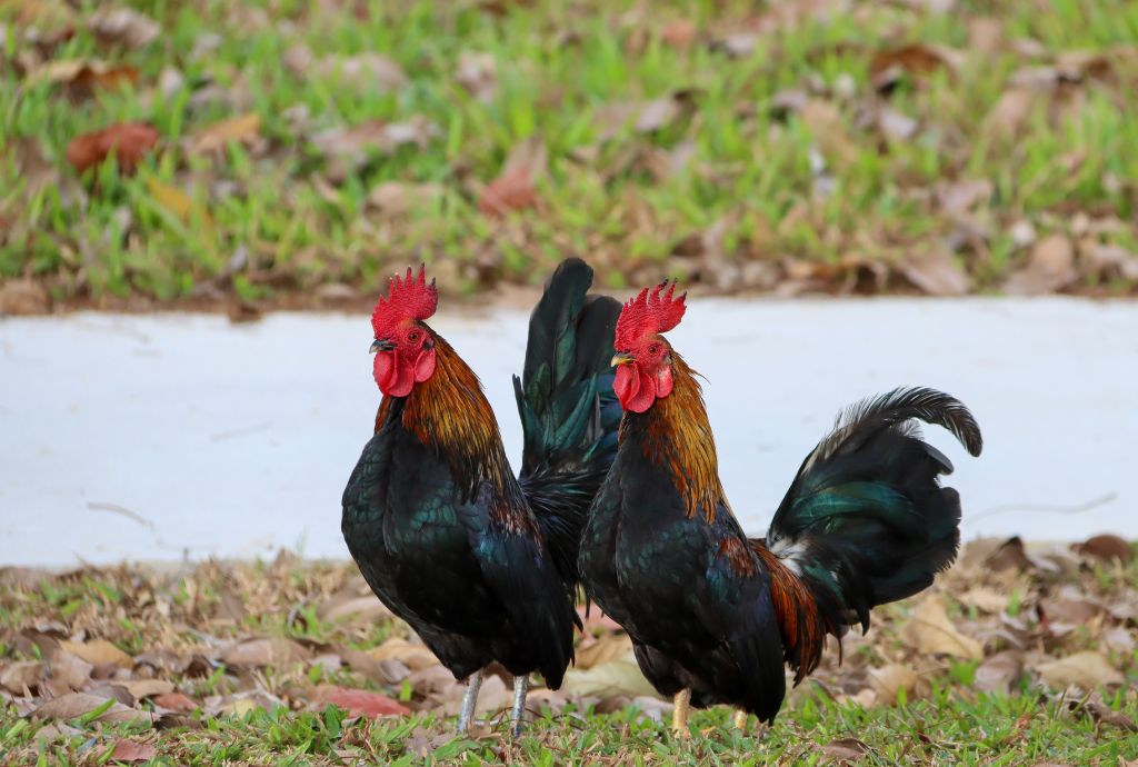 Managing Multiple Roosters