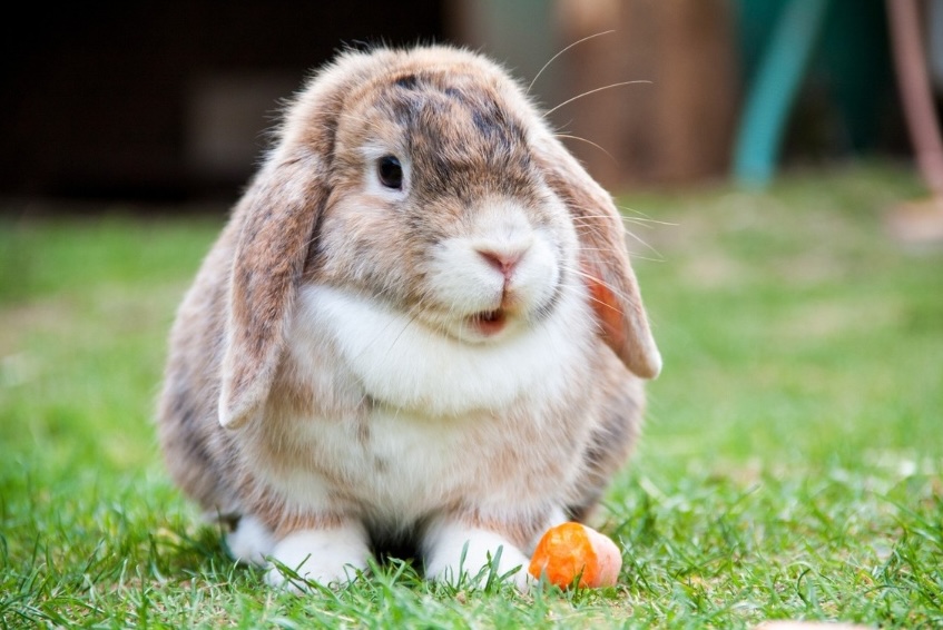 Safe Treat Alternatives for Rabbits