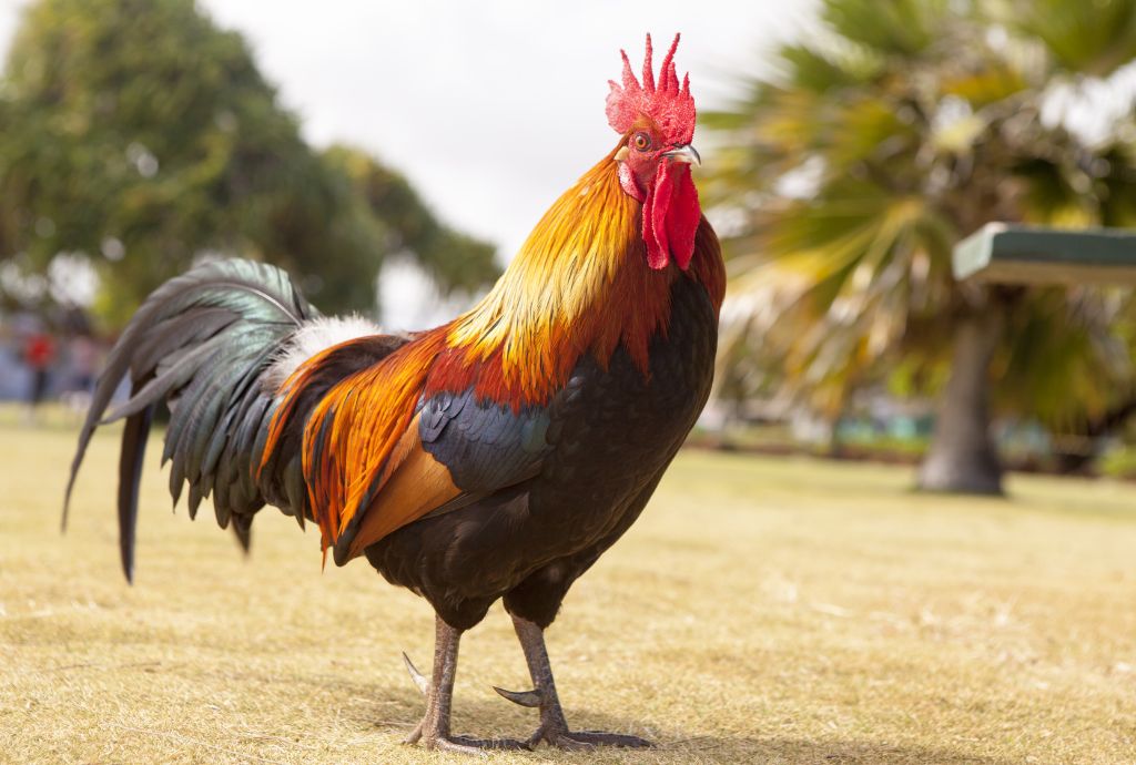 When Do Roosters Start Crowing