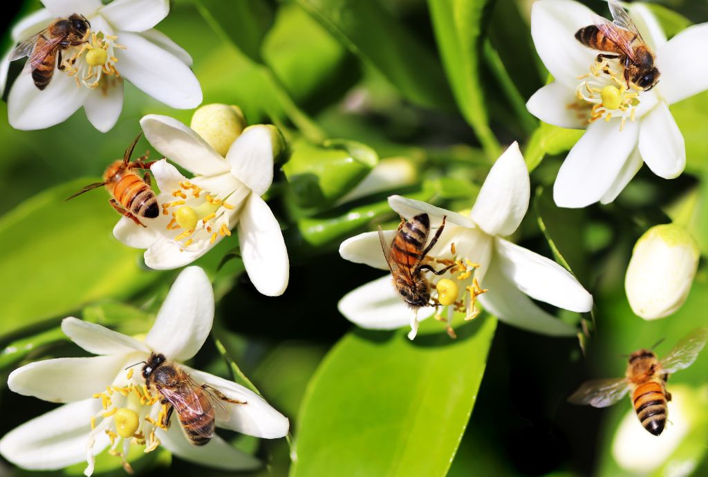 Worker Bees' Duties and Lifespan