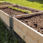 How to Get Rid of Ants in Raised Garden Beds