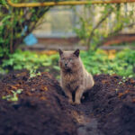 How to Keep Cats Out of Garden Beds