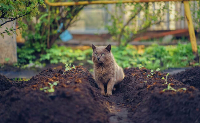 How to Keep Cats Out of Garden Beds