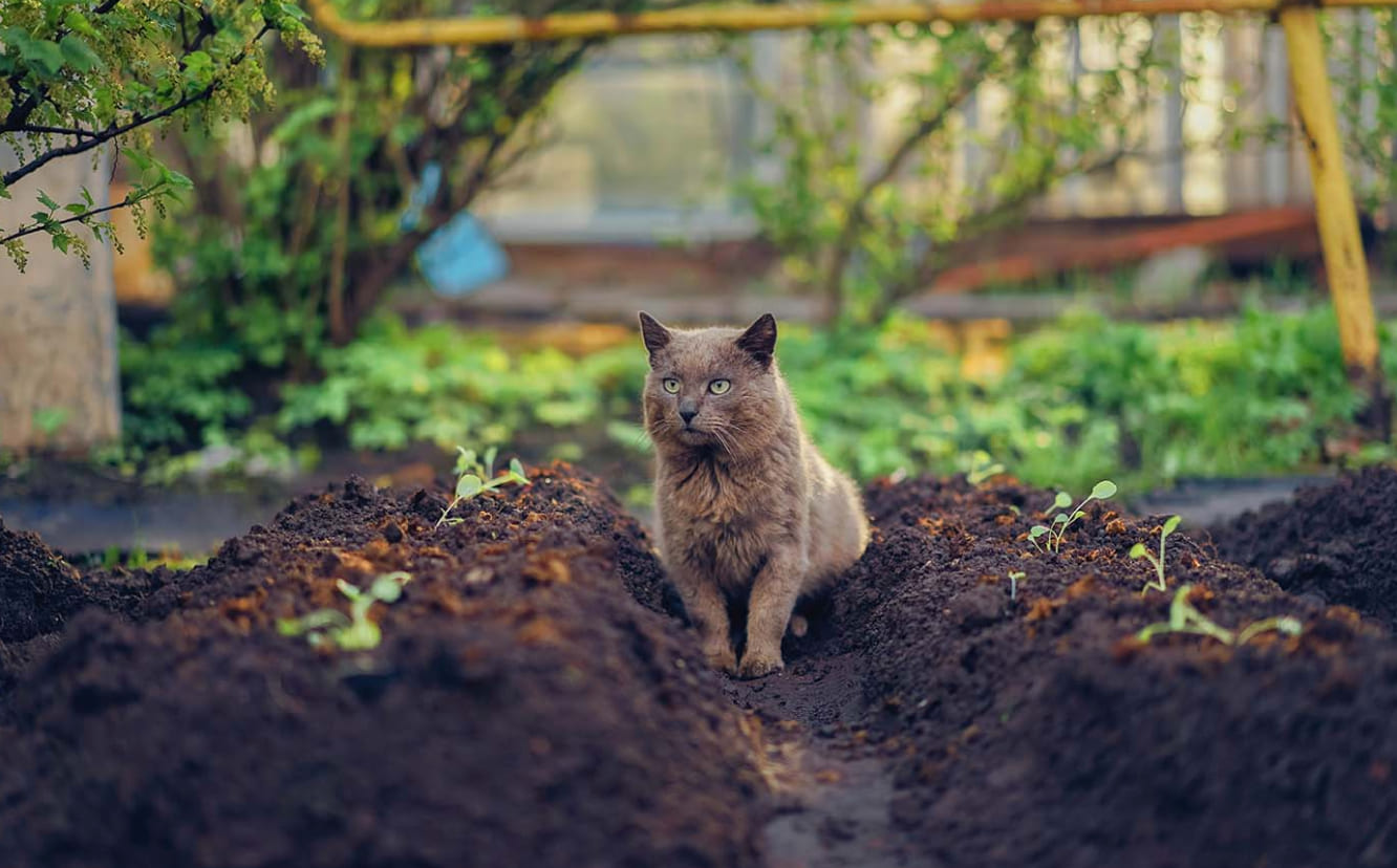 How to Keep Cats Out of Garden Beds